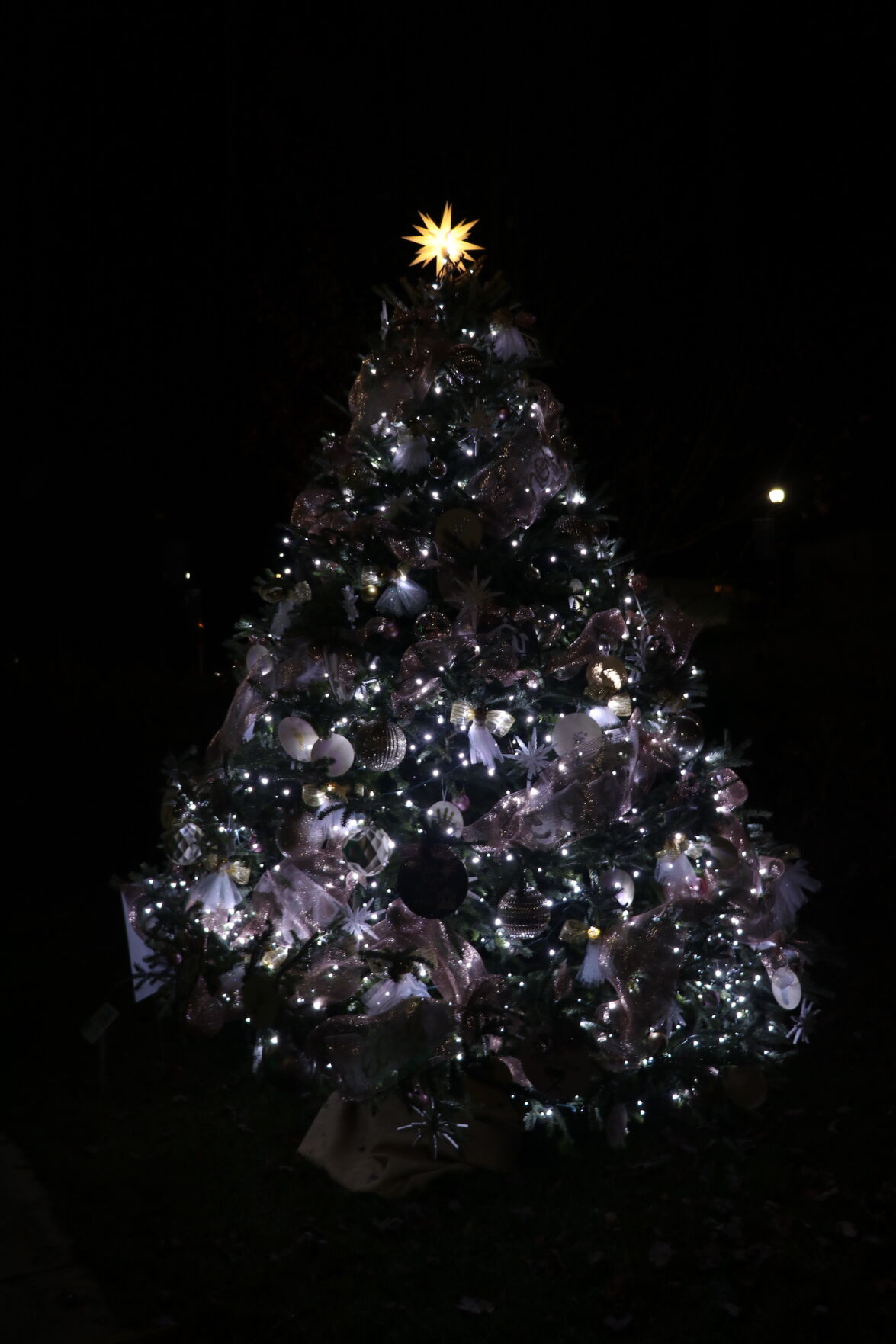 Agape Women's Services tree